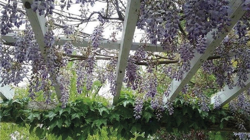 Jardines Espontáneos